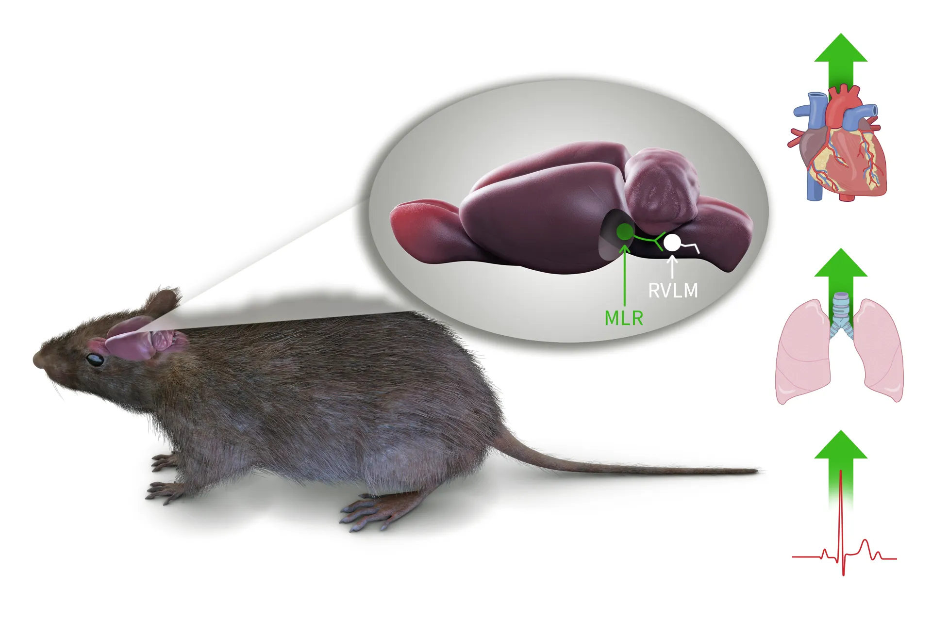 A rat brain highlighting the circuit between the MLR and RVLM