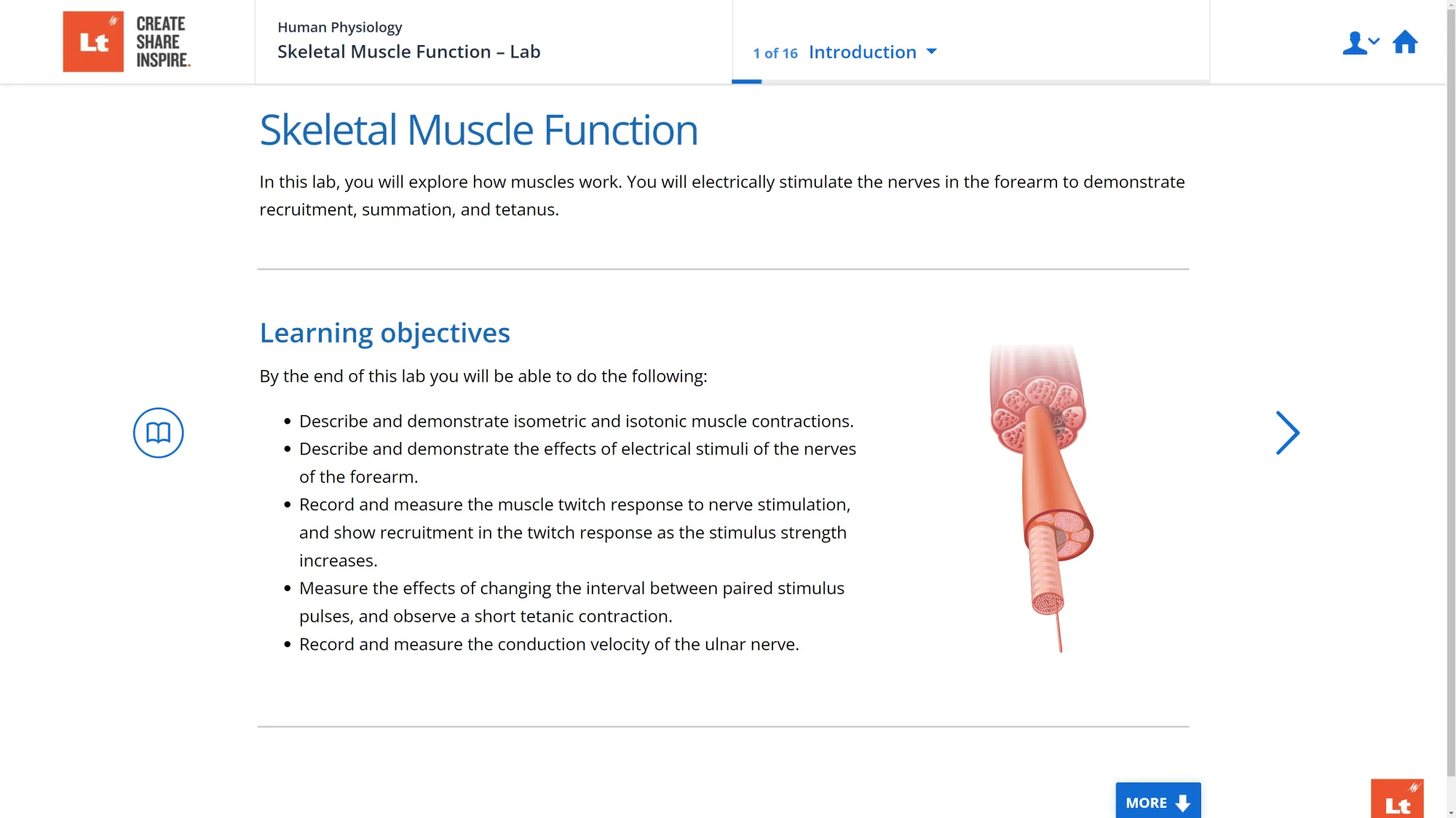 A screenshot of the Skeletal Muscle Function Lab in Lt showing an illustration of muscle fibers.