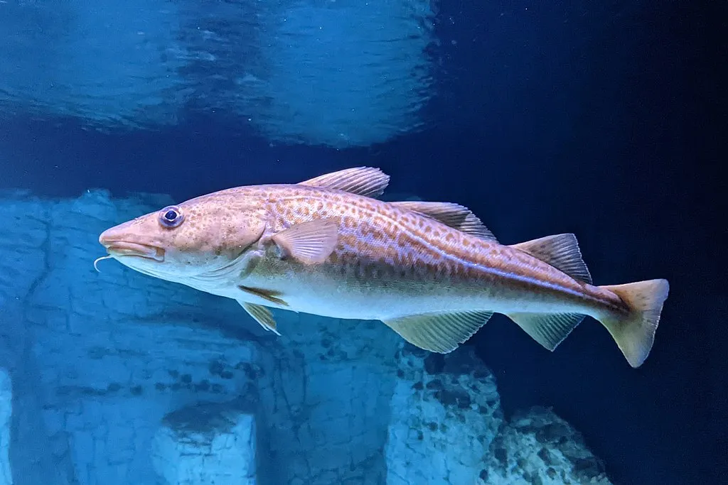 An Atlantic cod