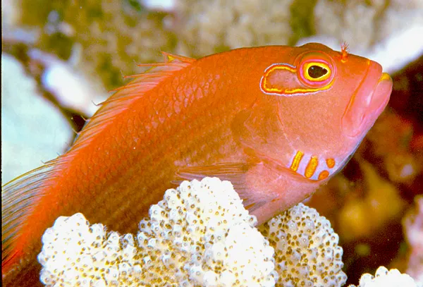 Hawkfish