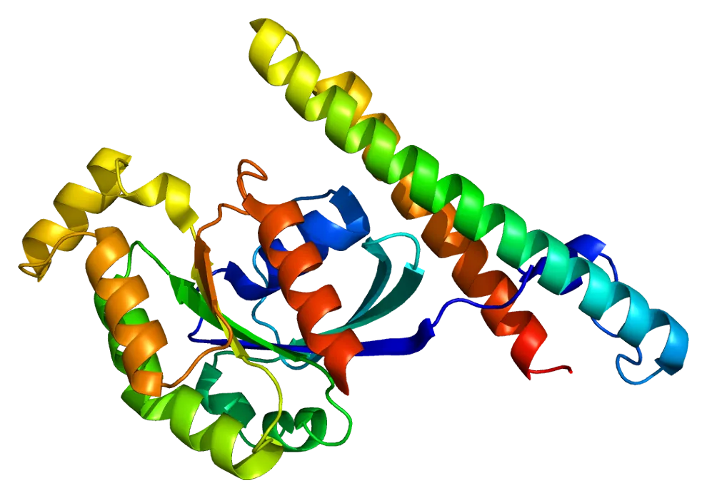 Protein structure of Protein Kinase N1