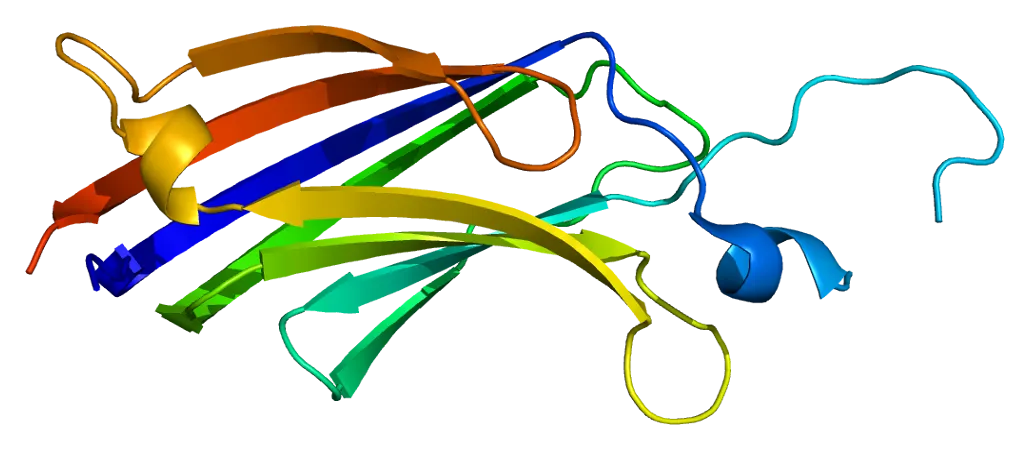 Protein Kinase C Epsilon