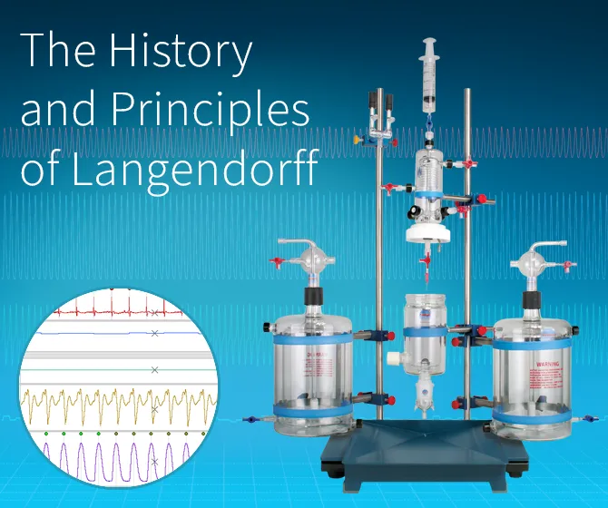 Rodent Langendorff and Langendorff output