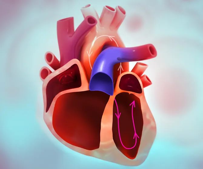 flow through a Langendorff isolated heart