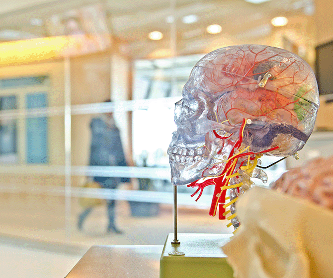 A photograph of a teaching anatomy and physiology lab showing a model of a human skull and vasculature. A silhouetted person walks down a corridor in the background, behind a glass wall.