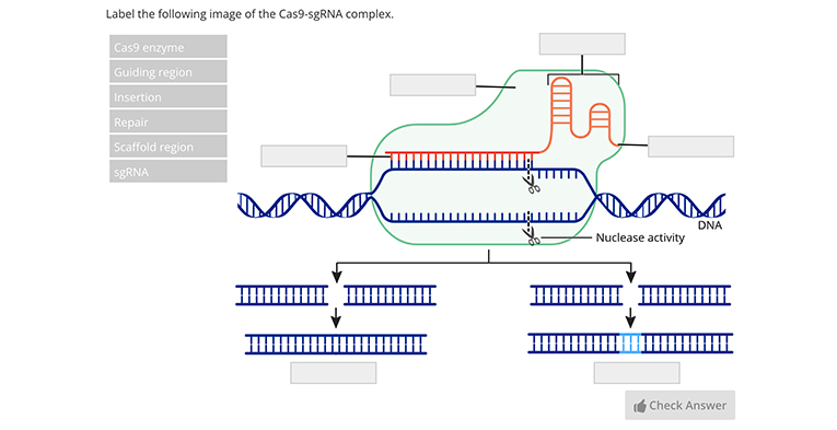 Students are asked to label the Cas9-sgRNA complex.