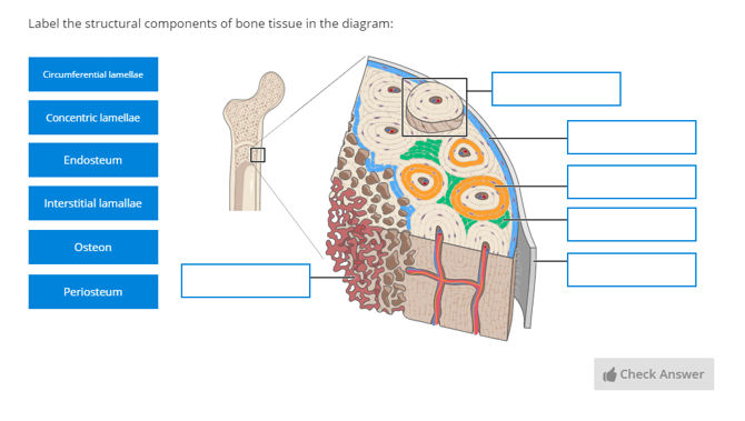 bone tissue labeled